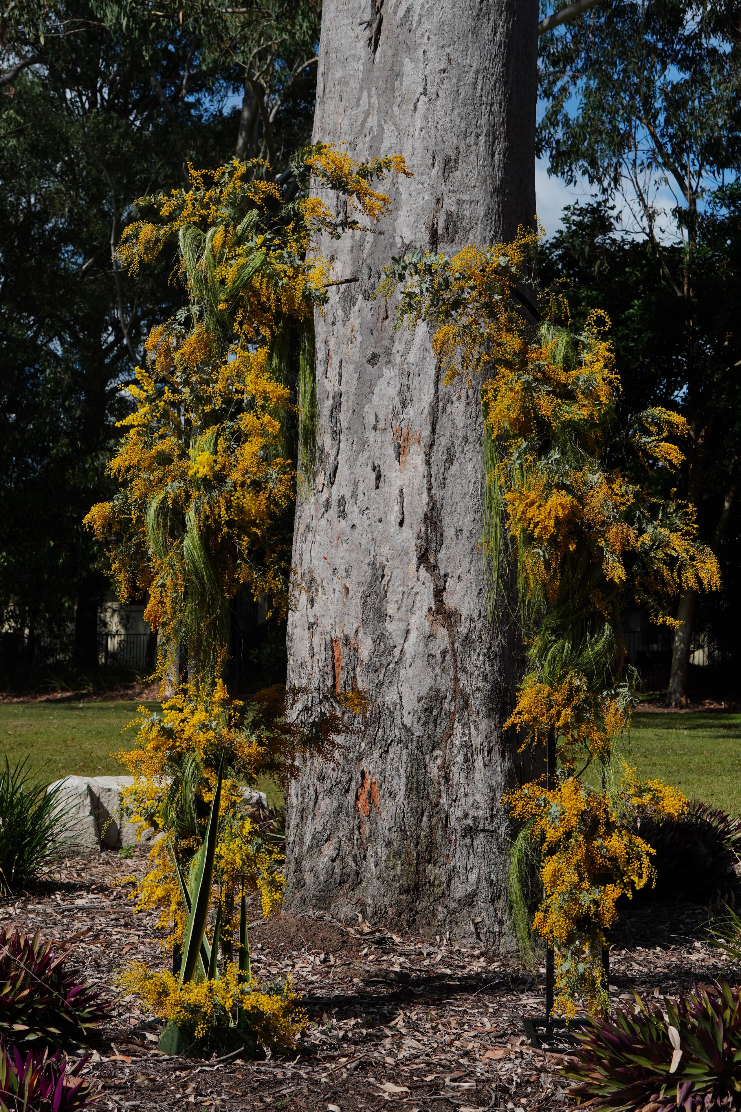 Golden wattle against pale eucalyptus bark